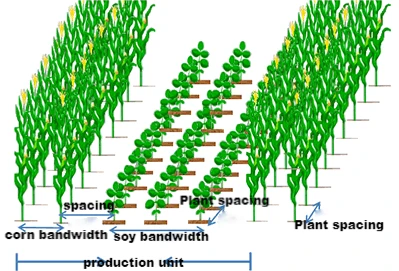 soybean-corn compound planting soybean-corn compound planting