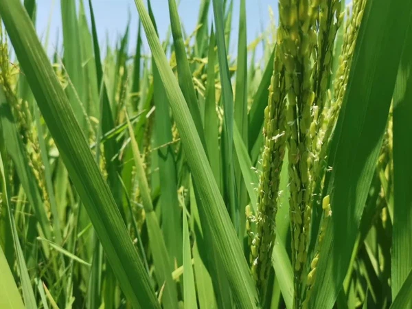 Difenoconazole application Difenoconazole application